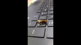 CUTE YELLOW BEAUTIFUL BUTTERFLY SITTING ON THE  LAPTOP IN INDIA