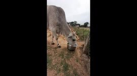 Cow drinking rice water . Street Cow drinking rice water in the pot