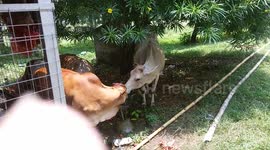 Two White cow drinking water from tap in India . cows drink water