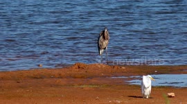 Blue Heron on the side of a lake