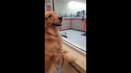 My dog Charlie in the window of pizza place looking to attract attention to get a pizza pup cup