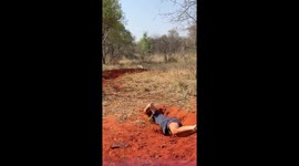 Brave farmer crawls on all fours to rescue one day old calf from hole