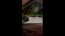 Baby bear cubs and mama bear in Burke Mountain area of Coquitlam, BC Canada