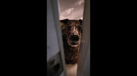 Dogs have adorable first time encounter with deep snowdrift in Utah