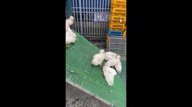 Hundreds of ducks slide off the truck to enter the farm
