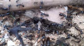 BLACK ANT LIFE IN INDIA . BLACK ANT WITH WIGS IN HOLE .FLYING BLACK ANT
