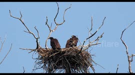 Three baby eagles flapping their wings on the nest against a blue sky