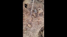 Life of small red ants . Ant house underground in India . group of ant