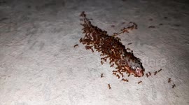 Red ant teamwork . Red ant teamwork in India . Red Ants carrying a lizard To there home.