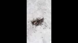 Small black ants eating fish in India . Animal life style .