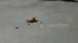 Team work on black ant . Power of teamwork . power of ant .