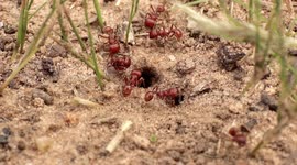 Macro video of red Harvester ants working on their nest