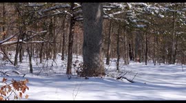 Slow pan up a snow covered tree in the woods after a snow storm.