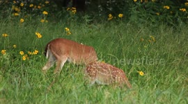 A doe and her fawn in a field of flowers, mom runs off and the baby follows slowly behind.