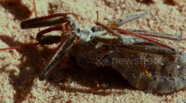 Slow zoom out of Red ants devouring a dead wheel bug