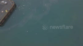 Humpback whales feeding in the port of Hafnarfjörður in Iceland