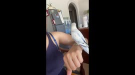 Pet African Lovebird Bamby Dances as Owner Sings His Favorite Song