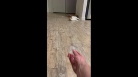 An impressive wall kick by a cat to catch a ball