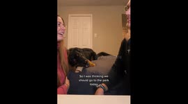 Adorable dog listens to owner's conversation and gets excited when his favorite word is mentioned