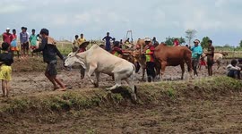 Traditionnal 'Pacu Jawi' (cow race) held in Indonesia to celebrate end of harvest season