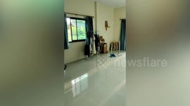 Massive king cobra emerges in family's living room while they watch TV
