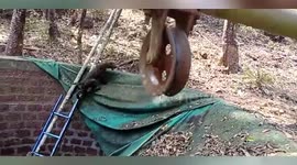 Leopard that fell into well while chasing prey is rescued by forest officials