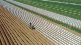 Farmers Sowing Potatoes in A Field in Zaozhuang, China