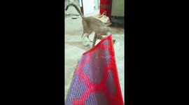 Three cute kitten playing in home floor on India . kitten playing in home floor