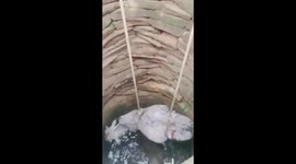 Indian villagers rescue two cows trapped in 20 feet deep well around Shahdol city