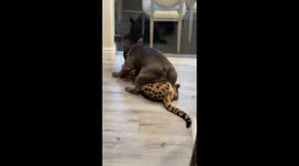 French bulldog captured wrestling with a Savannah cat in hilarious furry fight