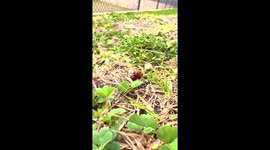 Intimate Moment in Nature: Two Ladybugs Engage in Sexual Activity on the Grass - So Let's Do It Like They Do It On The Discovery Channel