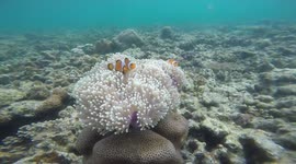Several clownfish is swimming in the waters of Pahawang Island, Pesawaran, Lampung, Indonesia.