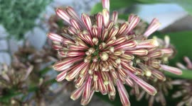 Dracaena fragrans flower, striped dracaena flower, compact dracaena flower, corn plant flower