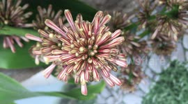 Dracaena fragrans flower, striped dracaena flower, compact dracaena flower, corn plant flower