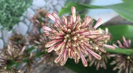 Dracaena fragrans flower, striped dracaena flower, compact dracaena flower, corn plant flower