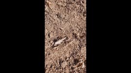 New Amazing Examples of Insect bug in India . walking stick insect  on the farm land