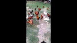 poultry farming in Odisha. Indian chicken farm . Desi Poultry Farming In India