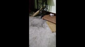 THREE CUTE FUNNY  KITTEN PLAYING ON FLOOR N INDIA .  PLAYFUL KITTENS