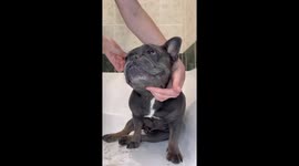 French Bulldog gets luxury spa time at home! He is relaxed the whole session!