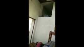 The mother cat moves into a new place for the kittens in India