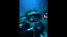 Scuba diving the Belize Great Barrier Reef with a family of dolphins, sharks, turtles and eels.