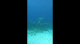 Baby dolphin playing on the sandy ocean floor with its family.