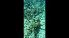 Up close footage of a large Moray Eel swimming along the ocean floor.