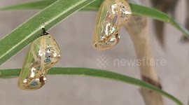 A golden chrysalis seems like a beautiful earing