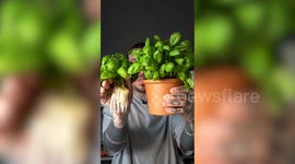 Man tackling salad crisis by growing fruit and veg in plastic bottles and scaffolding outside his home