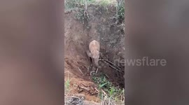Exhausted mother and baby elephant stuck in hole rescued using excavator