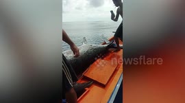 Fishermen reels in giant 270kg blue marlin in the Philippines