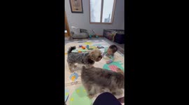Puppy kisses - Adorable baby and cute dogs cannot get enough of each other