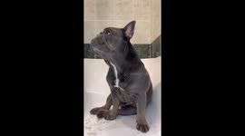 French Bulldog gets a relaxing bath at home, he acts incredibly relaxed, very cute!!