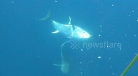 Massive bluefin tuna chases bull shark away after charging at its tail